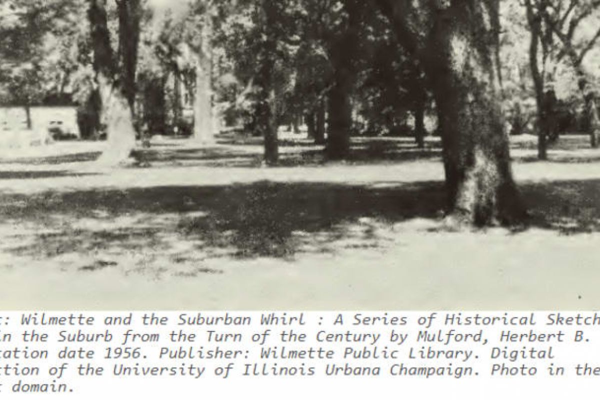 Optima Verdana luxury apartment with Black and white photo of Wilmette’s Gillson Park with large trees and sunlight filtering through the branches.