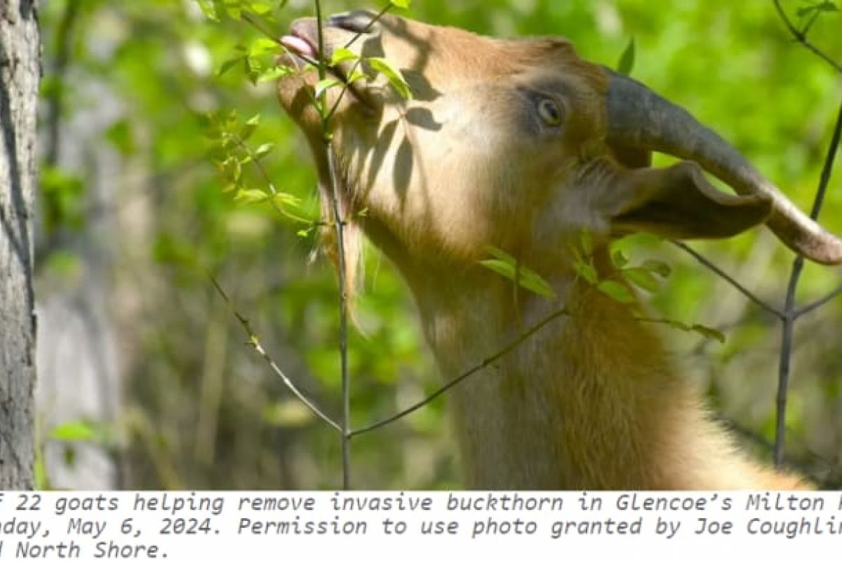 Optima Verdana luxury apartment with A goat practices green grazing by eating leaves from a branch in a sunlit forest, promoting sustainability.