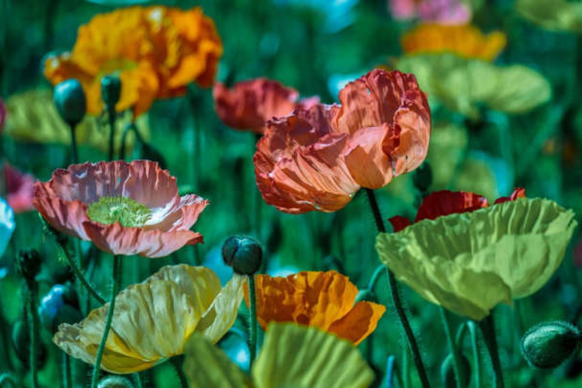 Optima Verdana luxury apartment with Brightly colored poppies in bloom with green stems, exploring the beauty of the Chicago Botanic Garden’s vibrant displays.