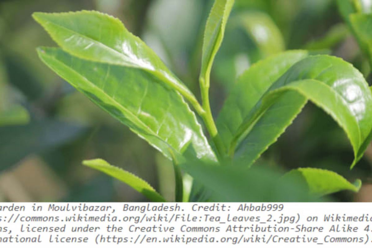 Optima Verdana luxury apartment with Close-up of bright green tea leaves growing in a Moulvibazar tea garden, highlighting the wellness benefits of tea.