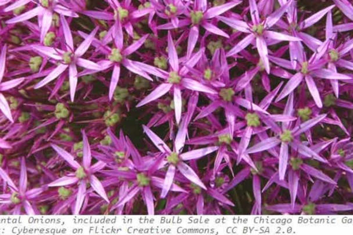 Optima Verdana luxury apartment with Cluster of star-shaped purple ornamental onion flowers in bloom at the Chicago Botanic Garden during Autumn.