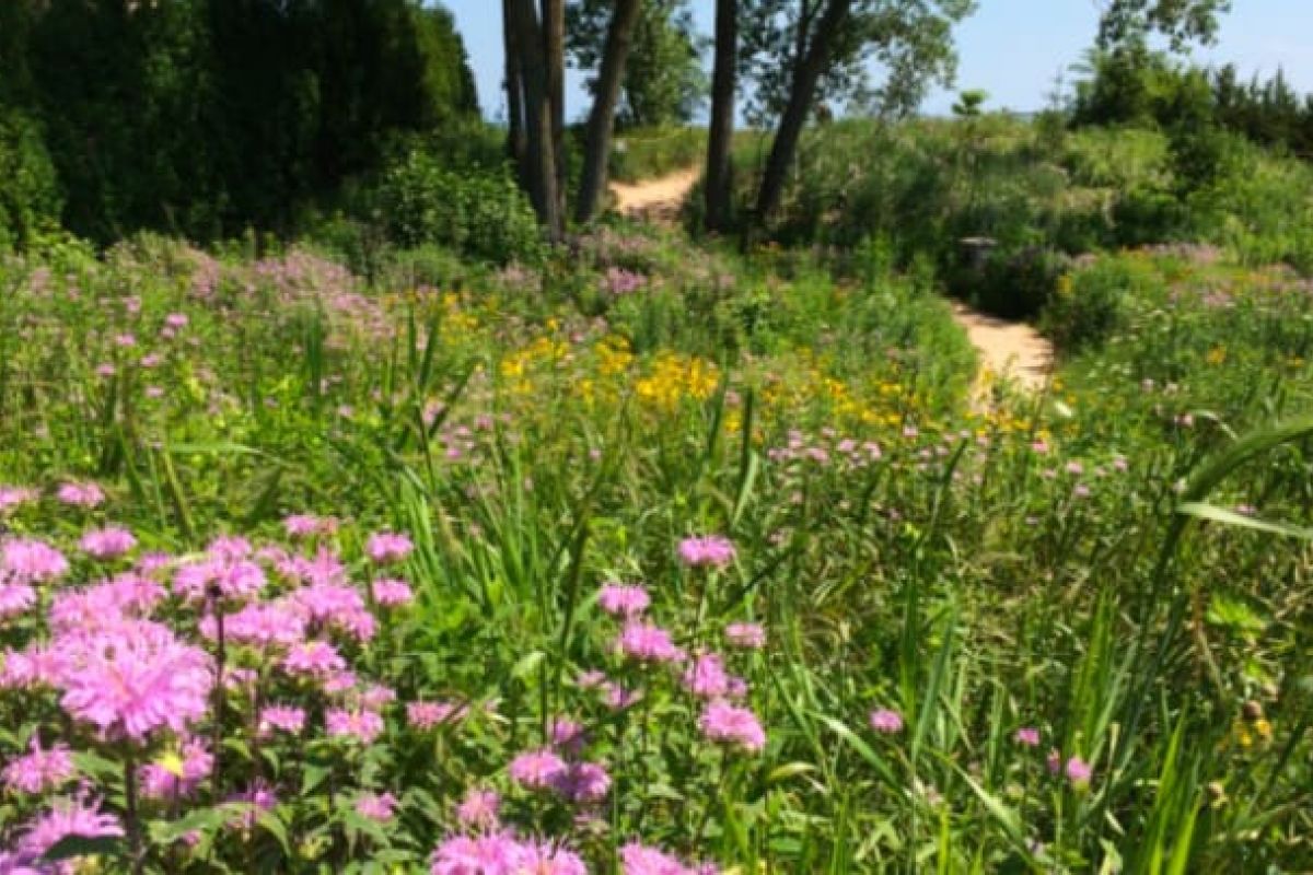Optima Verdana luxury apartment with A sandy path winds through the natural splendor of Elmwood Dunes Preserve, surrounded by green grass and blooming wildflowers.